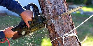 Best Fruit Tree Pruning  in South Pittsburg, TN