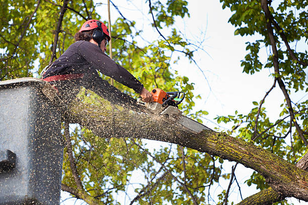 How Our Tree Care Process Works  in  South Pittsburg, TN